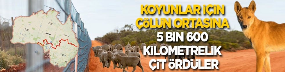Koyunlar için çölün ortasına 5 bin 600 kilometrelik çit ördüler