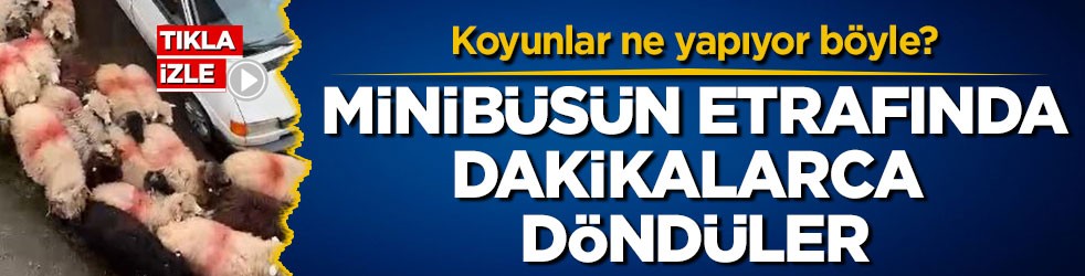 Koyunlar ne yapıyor böyle? Minibüsün etrafında dakikalarca döndüler