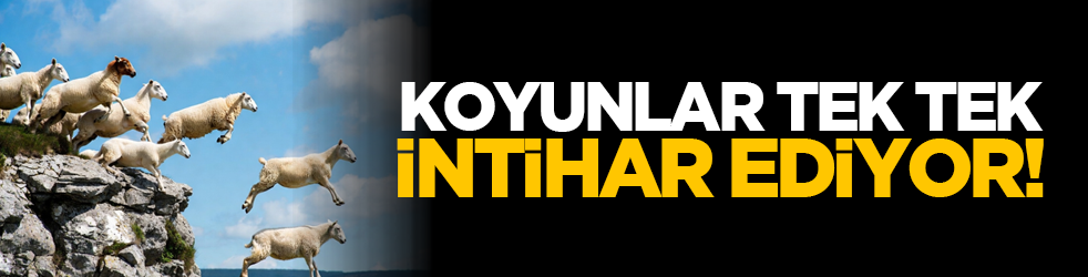 Koyunlar tek tek intihar ediyor!