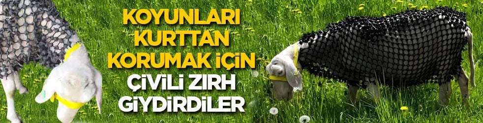 Koyunları kurttan korumak için çivili zırh giydirdiler 