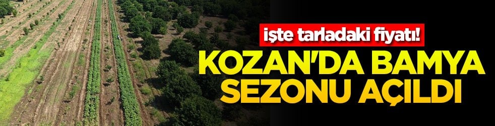 Kozan'da bamya sezonu açıldı! İşte tarladaki fiyatı