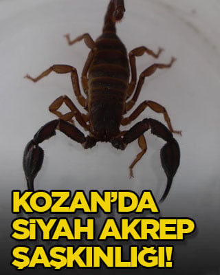 Kozan’da siyah akrep şaşkınlığı!