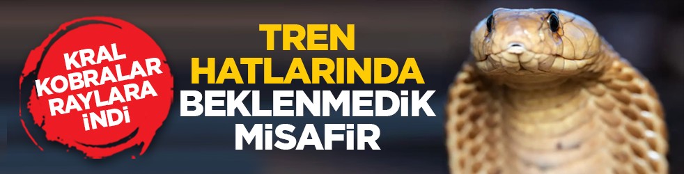 Kral kobralar raylara indi: Tren hatlarında beklenmedik misafir