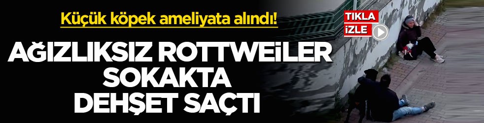 Küçük köpek ameliyata alındı! Ağızlıksız rottweiler sokakta dehşet saçtı