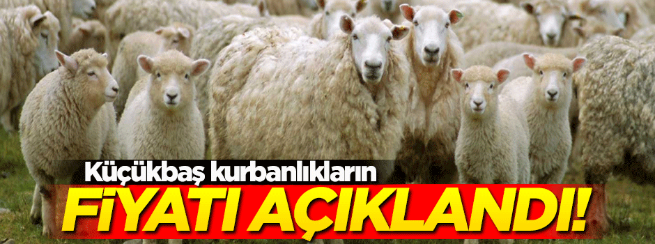 Küçükbaş kurbanlıkların fiyatı belli oldu!