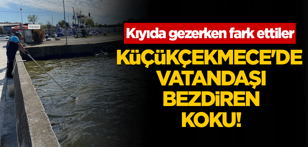 Küçükçekmece'de ölü balıklar kıyıya vurdu. Vatandaş isyan etti!