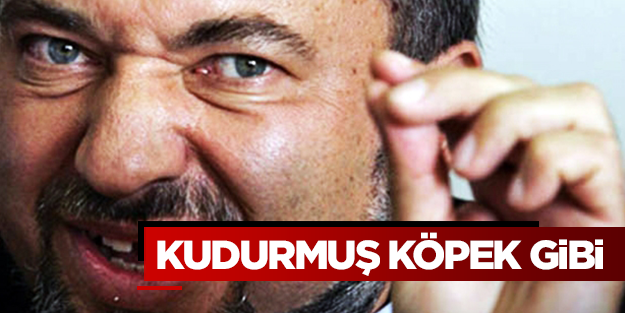 Kudurmuş köpek gibi