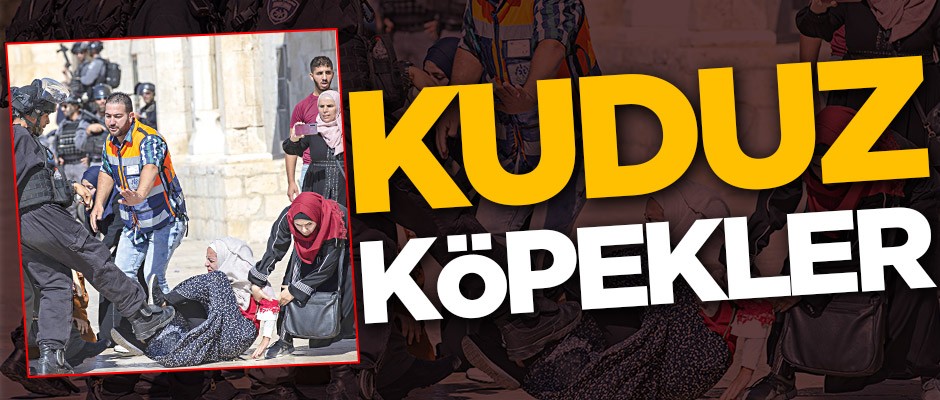 Kuduz köpekler