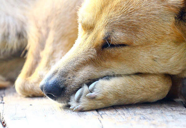 Kuduz nasıl anlaşılır, belirtileri neler?