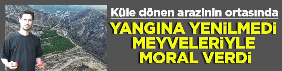 Küle dönen arazinin ortasında Yangına yenilmedi meyveleriyle moral verdi