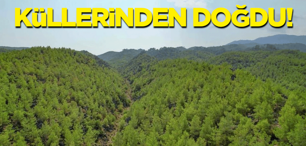 Küllerinden doğdu!