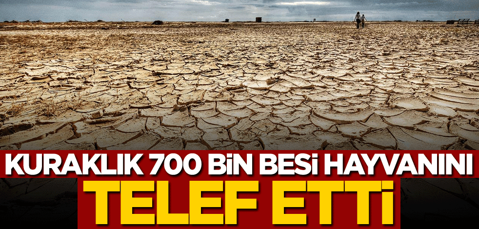 Kuraklık 700 bin besi hayvanını telef etti