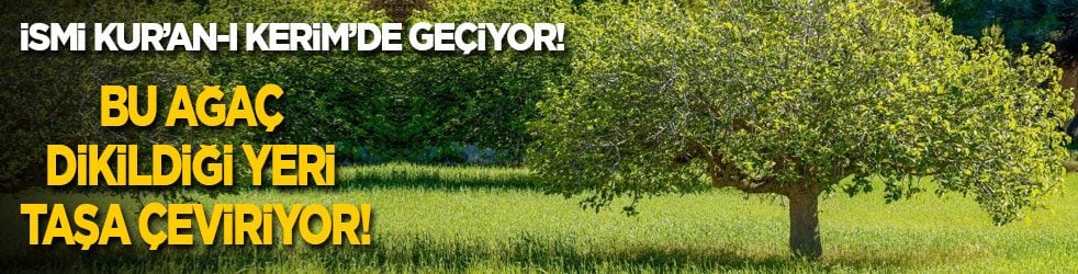 İsmi Kur’an-ı Kerim’de de geçiyor! Bu ağaç dikildiği yeri taşa çeviriyor!