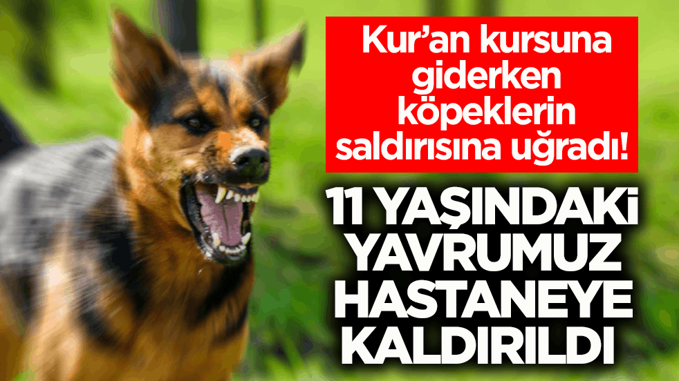 Kur’an kursuna giderken köpeklerin saldırısına uğradı! 11 yaşındaki yavrumuz hastaneye kaldırıldı