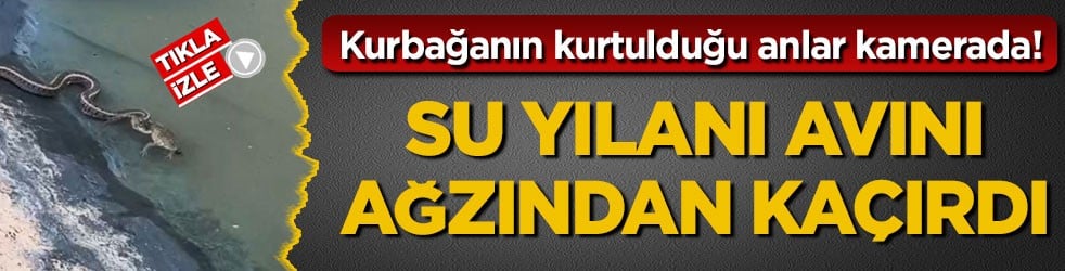 Kurbağanın kurtulduğu anlar kamerada! Su yılanı avını ağzından kaçırdı