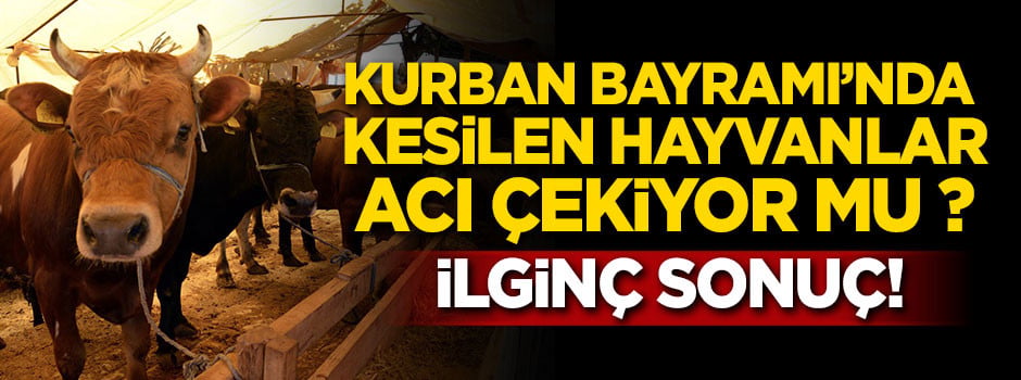 Kurban Bayramı'nda kesilen hayvanlar acı çekiyor mu ?