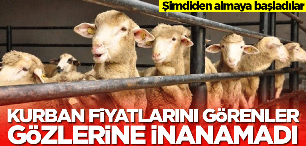 Kurban fiyatlarını görenler gözlerine inanamadı! Vatandaşlar şimdiden almaya başladı