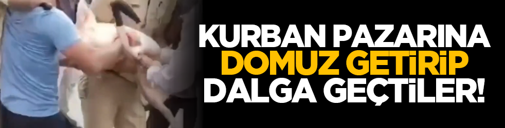 Kurban pazarına domuz getirip dalga geçtiler!