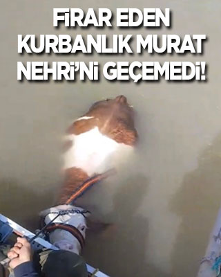 Kurbana sayılı günler kala firar eden tosun Murat Nehri’ni geçemedi