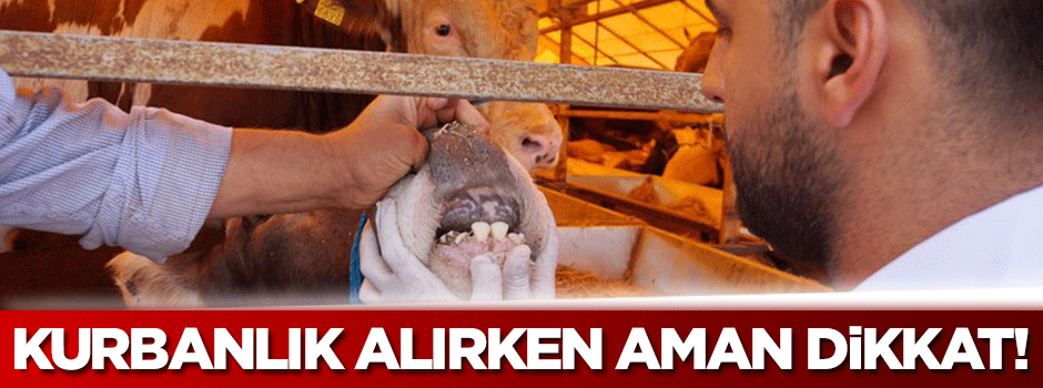 Kurbanlık alırken yaşına dikkat!