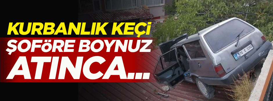 Kurbanlık keçi şoföre boynuz atınca...