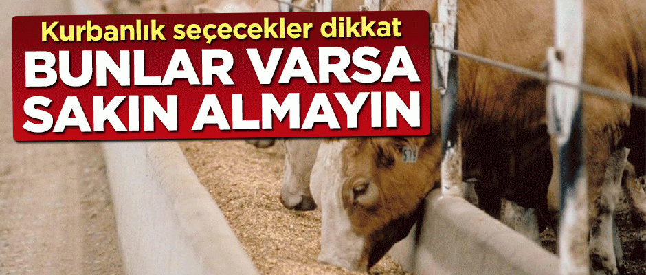 Kurbanlık seçecekler dikkat! Bunlar varsa sakın almayın