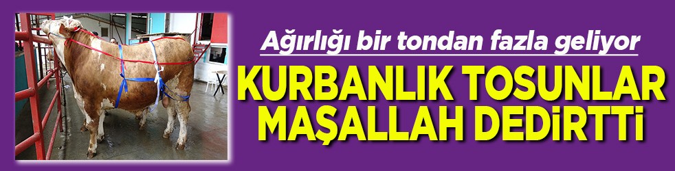 Kurbanlık tosunlar maşallah dedirtti