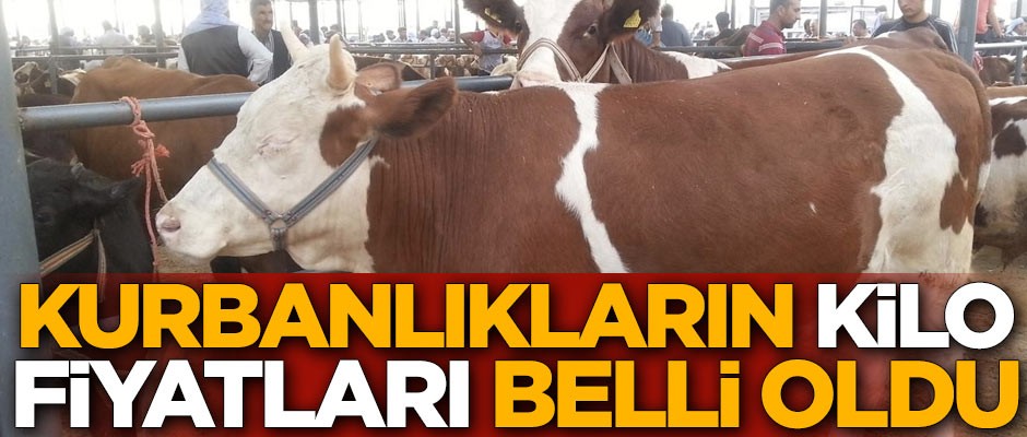 Kurbanlıkların kilo fiyatları belli oldu