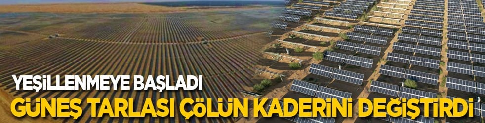 Kurdukları dev güneş tarlası çölün kaderini değiştirdi: Çöl yeşillenmeye başladı