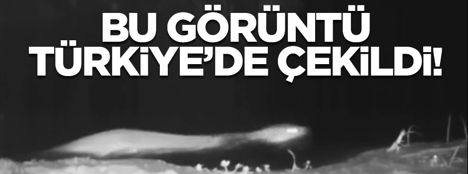 Küre dağlarında su samuru görüntülendi