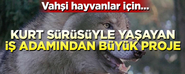 Kurt sürüsüyle yaşayan Kirill Potapov vahşi hayvanlara rehabilitasyon merkezi kurmak istiyor