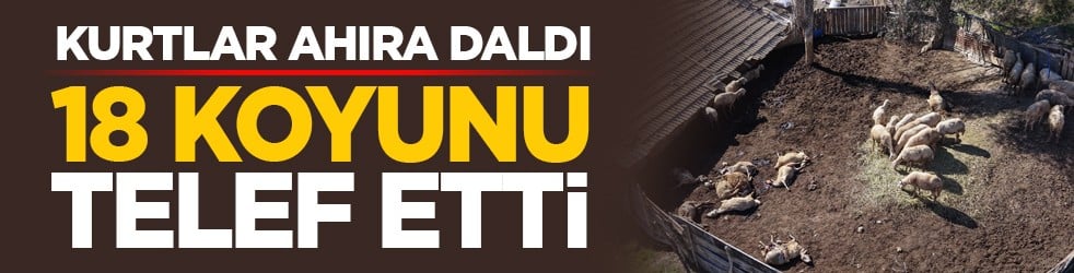 Kurtlar ahıra daldı: 18 koyunu telef etti