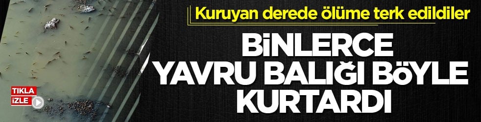 Kuruyan derede &ouml;l&uuml;me terk edildiler! Binlerce yavru balığı b&ouml;yle kurtardı