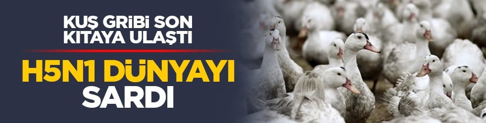 Kuş gribi son kıtaya ulaştı: H5N1 dünyayı sardı