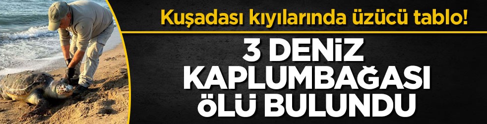 Kuşadası kıyılarında üzücü tablo! 3 deniz kaplumbağası ölü bulundu