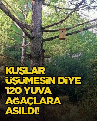 Kuşlar üşümesin diye 120 yuva ağaçlara asıldı!