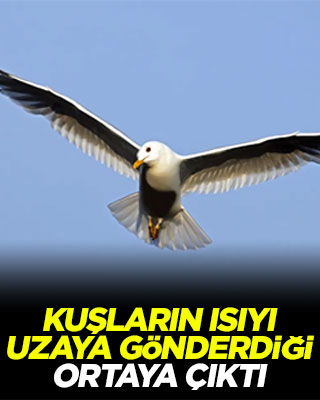 Kuşların ısıyı uzaya gönderdiği ortaya çıktı