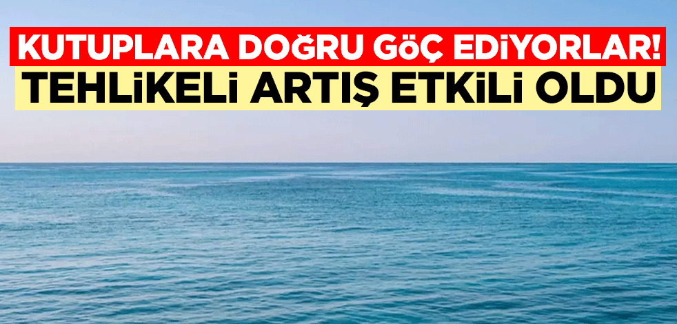 Kutuplara doğru göç ediyorlar! Tehlikeli artış etkili oldu
