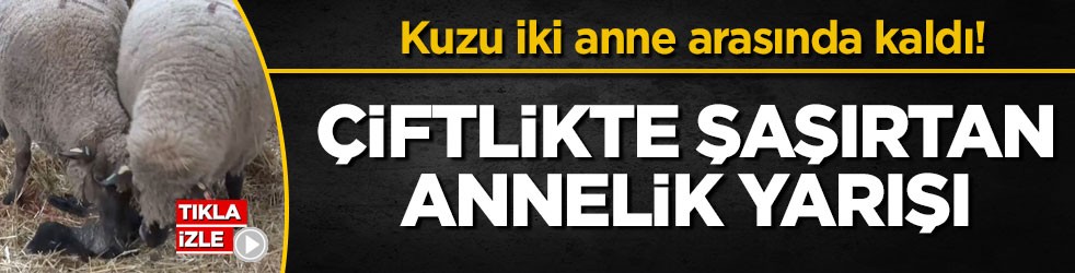 Kuzu iki anne arasında kaldı! Çiftlikte şaşırtan annelik yarışı