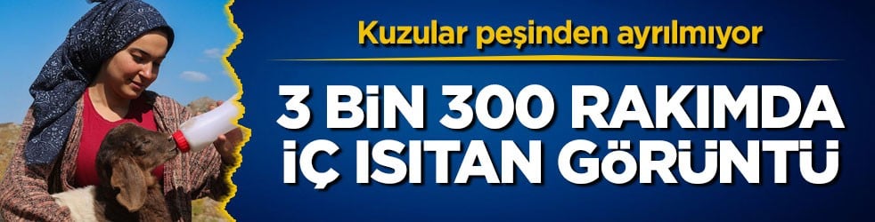 Kuzular peşinden ayrılmıyor! 3 bin 300 rakımda iç ısıtan görüntü