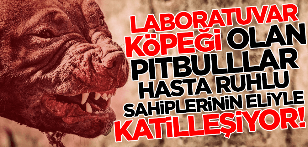 Laboratuvar köpeği olan pitbullar, hasta ruhlu sahiplerinin eliyle katilleşiyor!