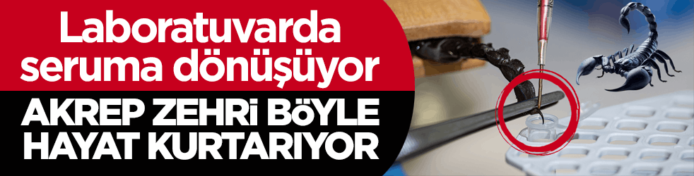 Laboratuvarda seruma dönüşüyor! Akrep zehri böyle hayat kurtarıyor