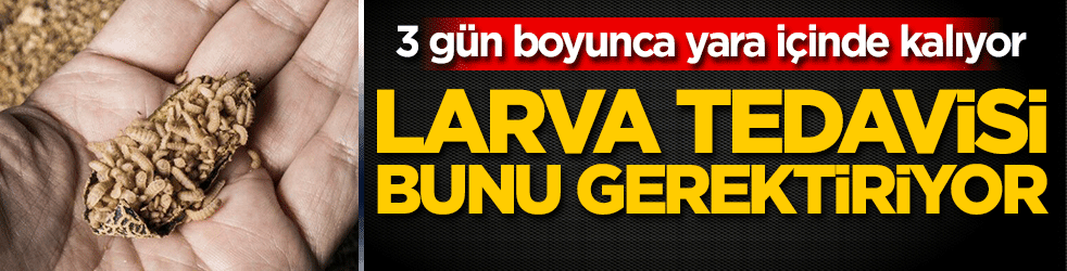 Larva tedavisi bunu gerektiriyor! 3 gün boyunca yara içinde kalıyor