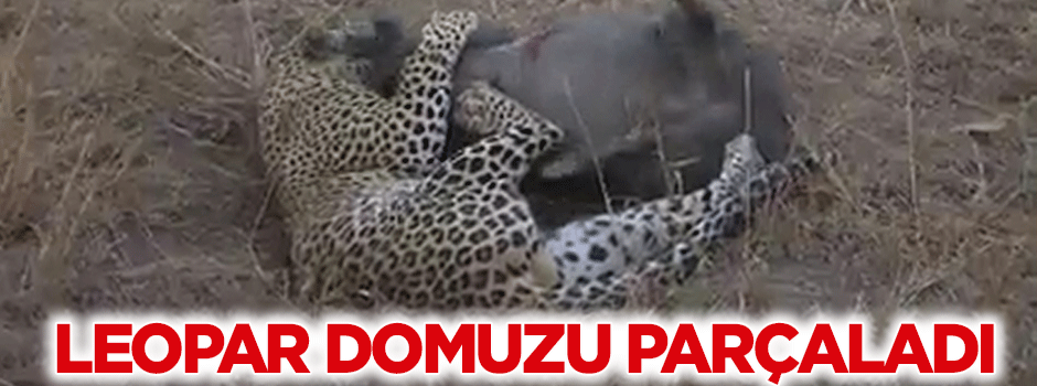 Leopar domuzu canlı canlı evire çevire yedi