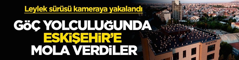 Leylek sürüsü kameraya yakalandı! Göç yolculuğunda Eskişehir’e mola verdiler