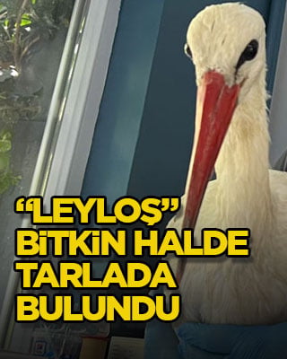 “Leyloş” bitkin halde tarlada bulundu