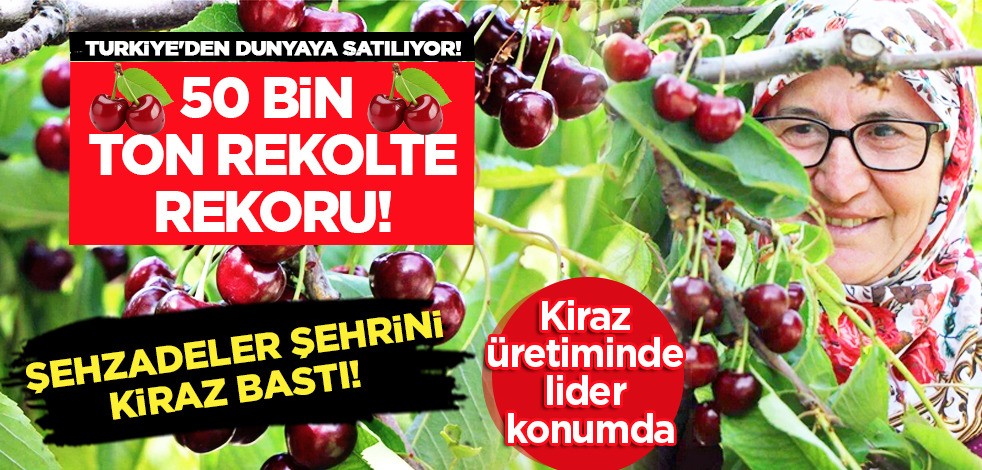 Lider ülke Türkiye! Türkiye'den satılıyor! Amasya’da dalları kiraz bastı: Ortaya çıkan büyük rekolte, resmen duyurdular