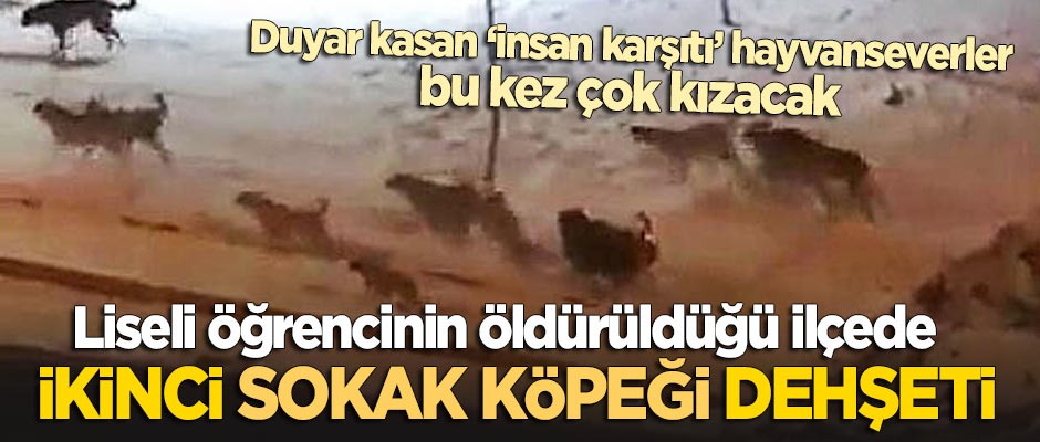 Liseli öğrencinin öldüğü ilçede ikinci 'sokak köpeği' dehşeti!
