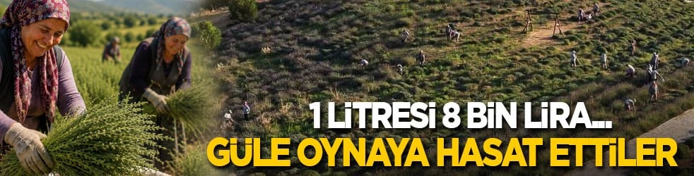 Litresi 8 bin liraya çıktı! Güle oynaya hasat ettiler