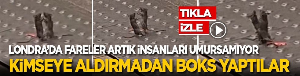 Londra’da fareler artık insanları umursamıyor! Kimseye aldırmadan metroda boks yaptılar